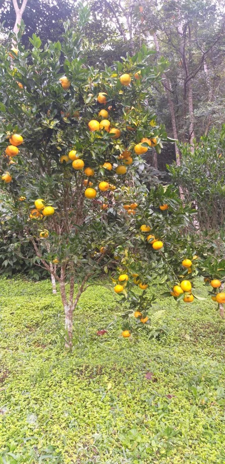 فيلا Petrópolisفي Fazenda Piloes المظهر الخارجي الصورة