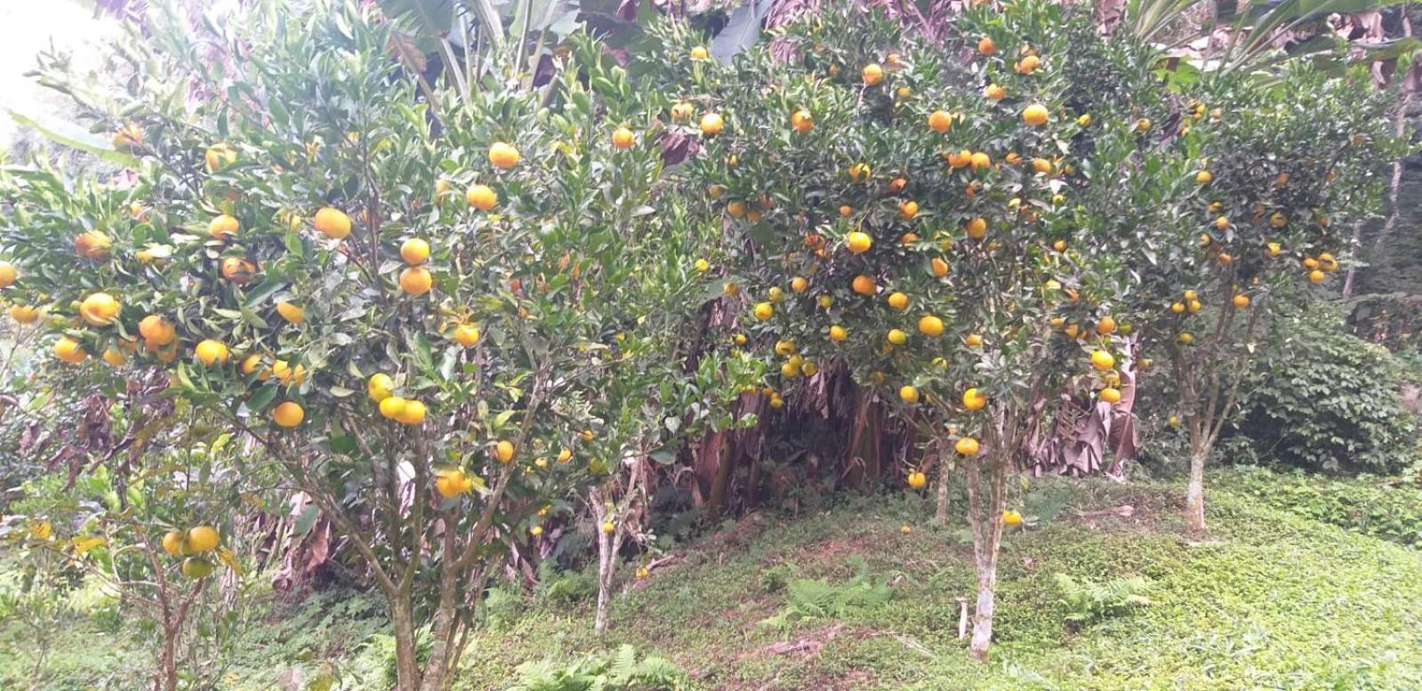 فيلا Petrópolisفي Fazenda Piloes المظهر الخارجي الصورة