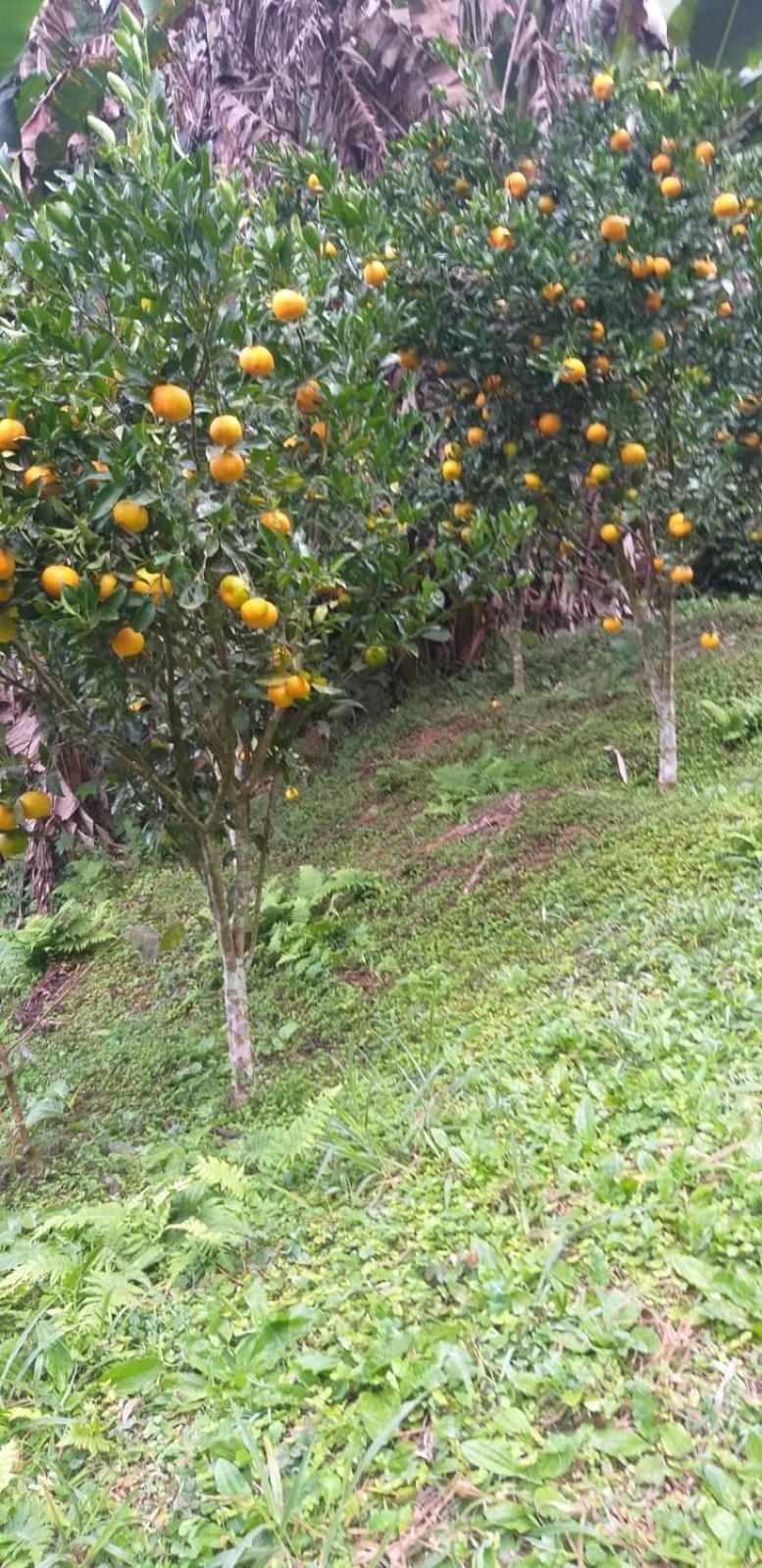 فيلا Petrópolisفي Fazenda Piloes المظهر الخارجي الصورة