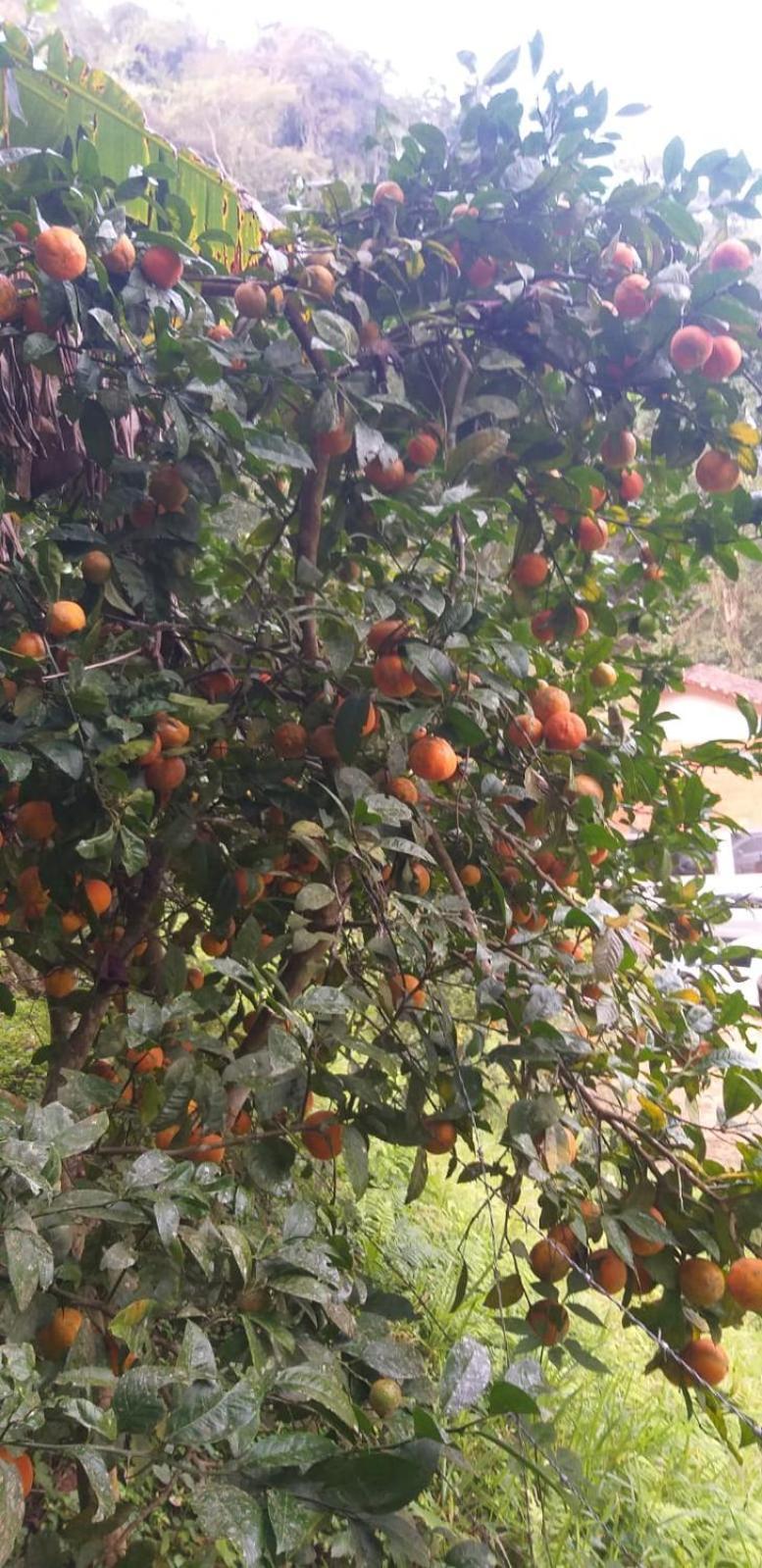 فيلا Petrópolisفي Fazenda Piloes المظهر الخارجي الصورة