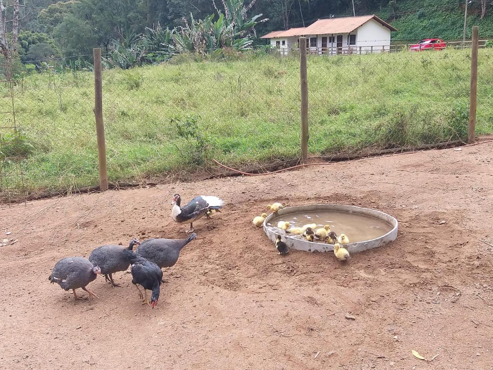 فيلا Petrópolisفي Fazenda Piloes المظهر الخارجي الصورة