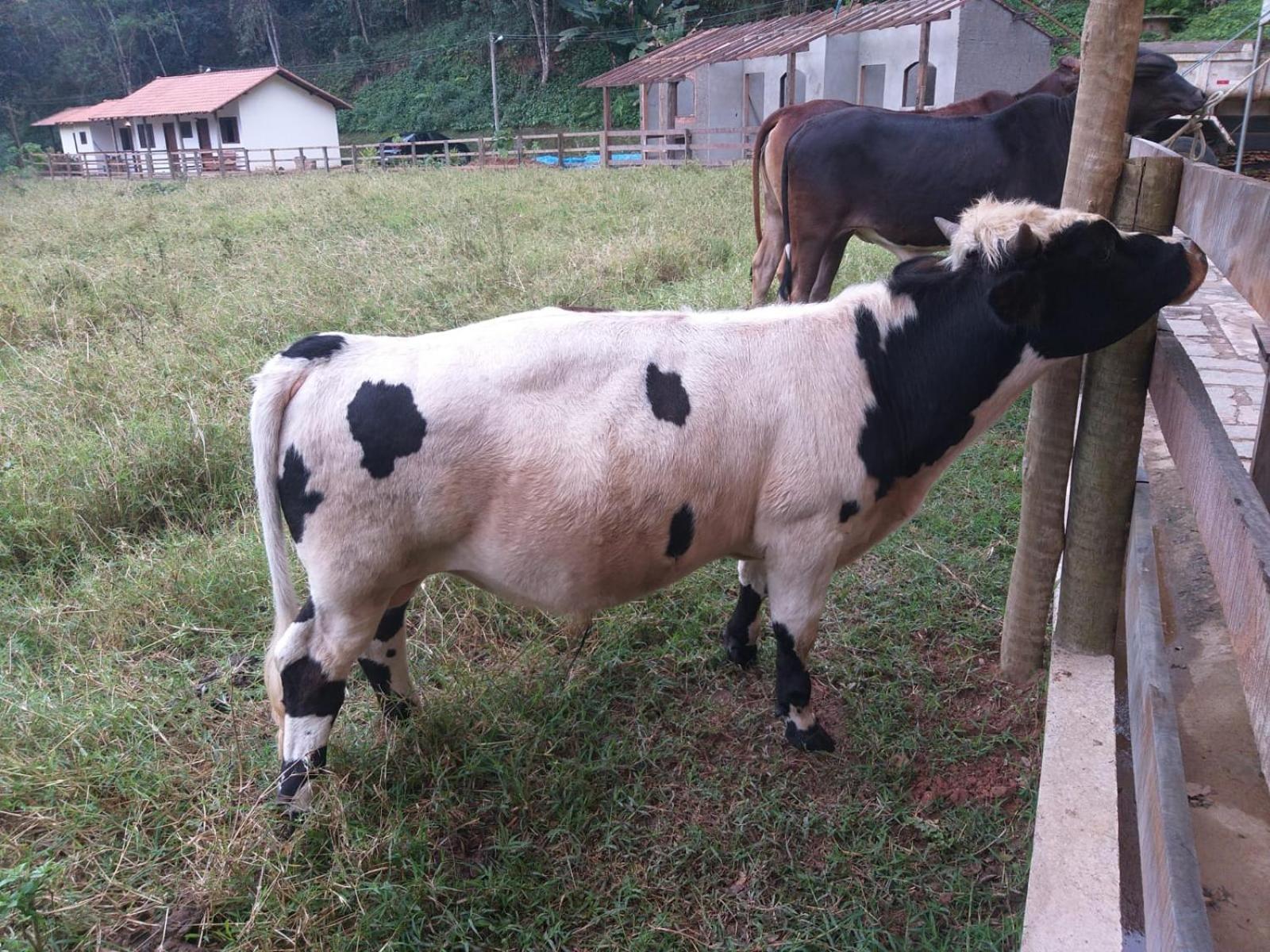 فيلا Petrópolisفي Fazenda Piloes المظهر الخارجي الصورة