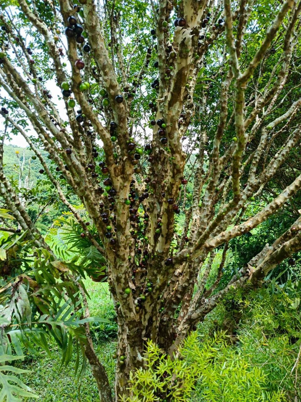 فيلا Petrópolisفي Fazenda Piloes المظهر الخارجي الصورة